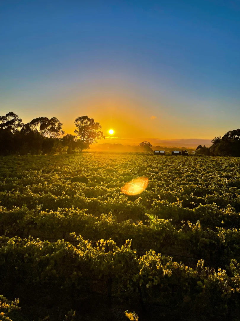 Additional image 29 of 47 Peramangk Road, Nuriootpa SA 5355