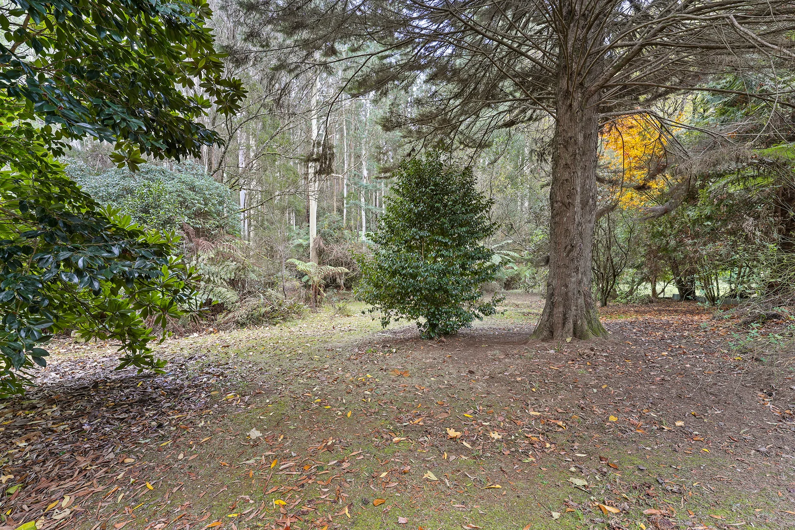 Additional image 16 of 293-295 Mt Baw Baw Tourist Road, Noojee VIC 3833