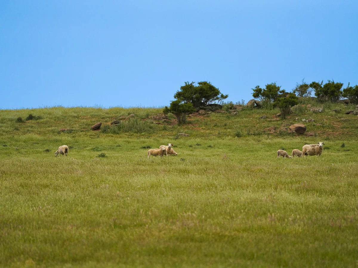 Additional image 19 of Huf's Back Lane, Warrayure VIC 3301
