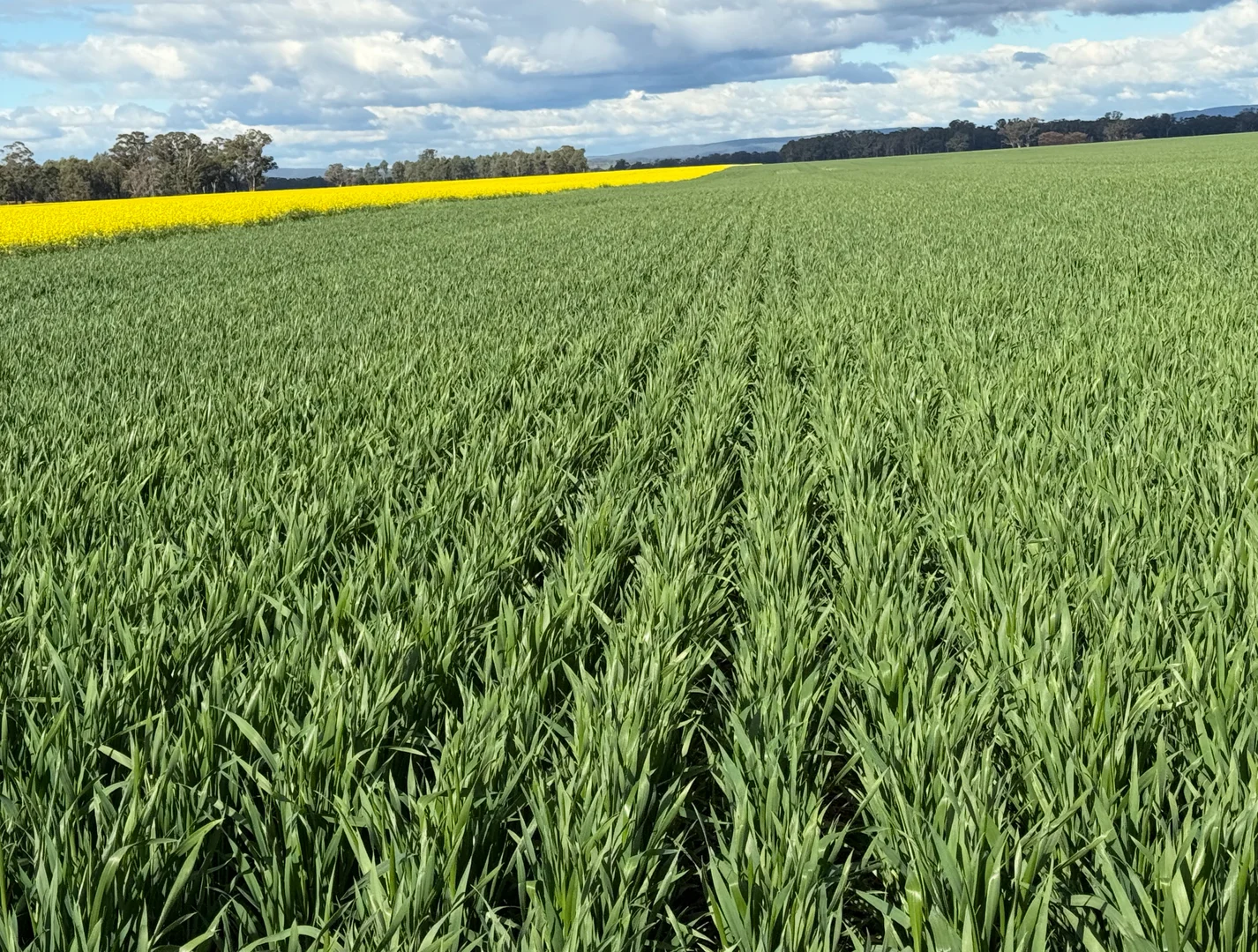 Additional image 20 of 349 Warregal Road, Parkes NSW 2870