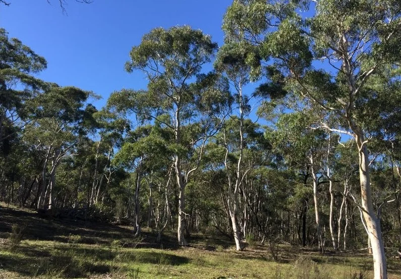 Additional image 16 of 243 Jacquet Road, Braidwood NSW 2622