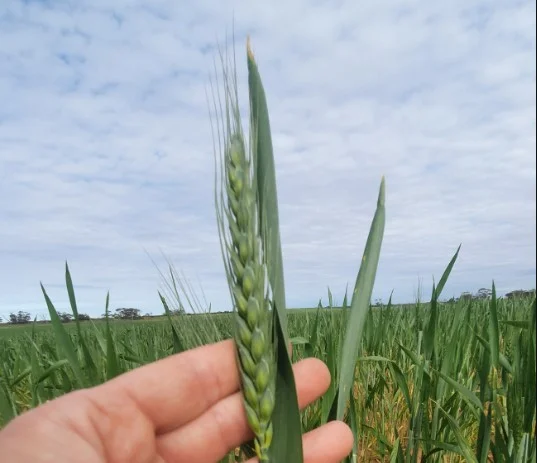 Additional image 8 of 1719 New Well Centre Road, New Well SA 5357