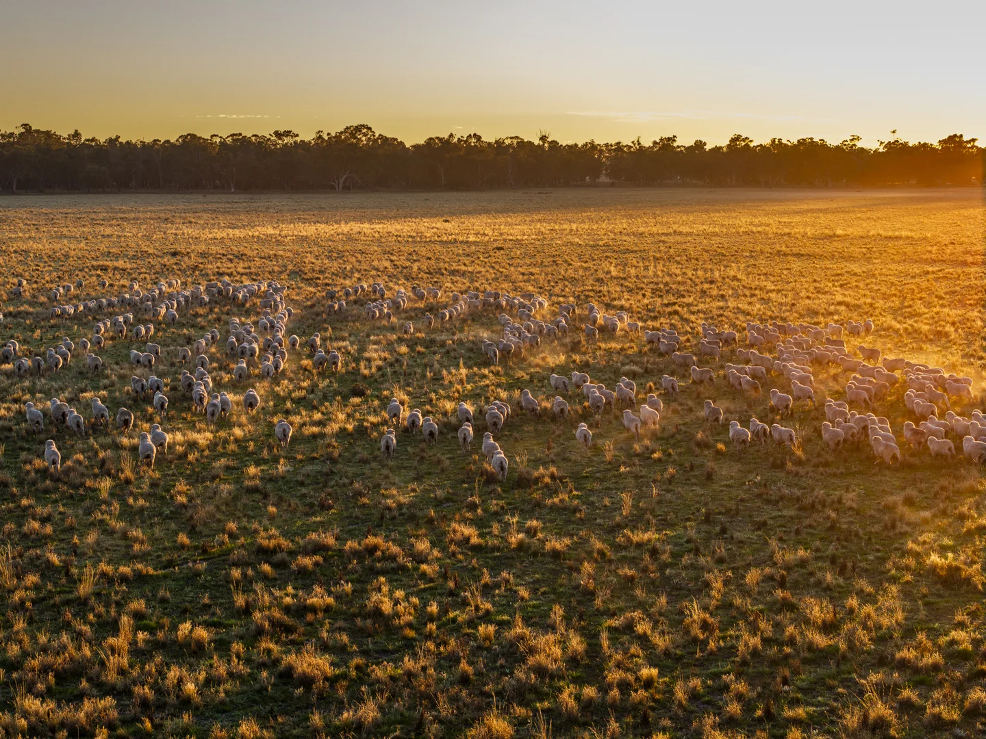Additional image 12 of Bourbah 2598 Warren Road, Gulargambone NSW 2828