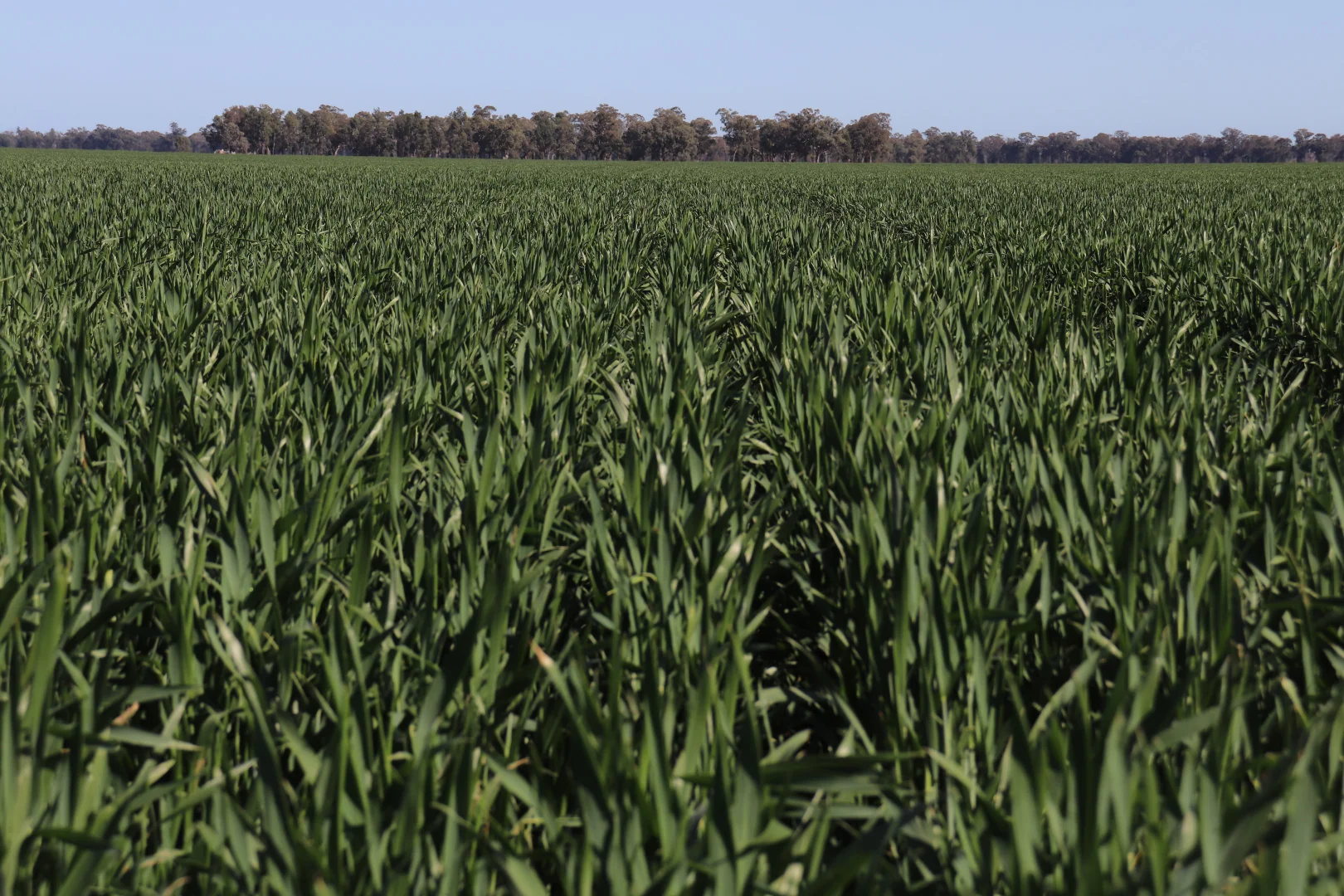 Additional image 16 of 349 A Warregal Road, Parkes NSW 2870