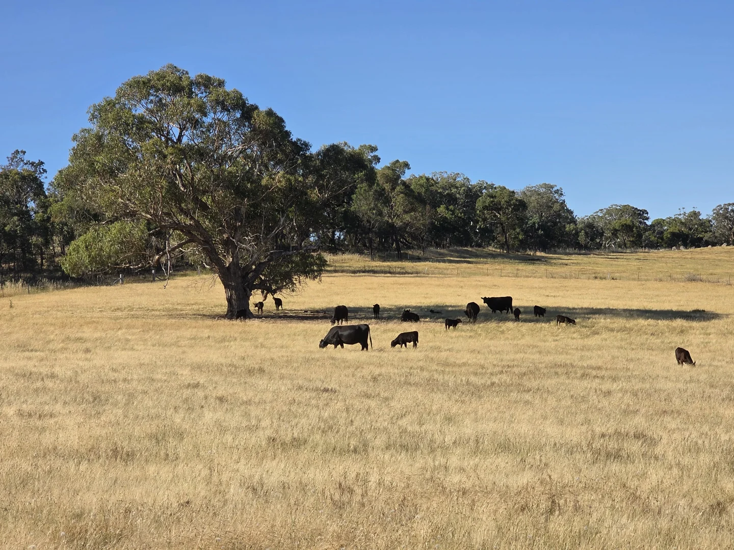 Additional image 24 of 246 Clements Road, Woodstock NSW 2793