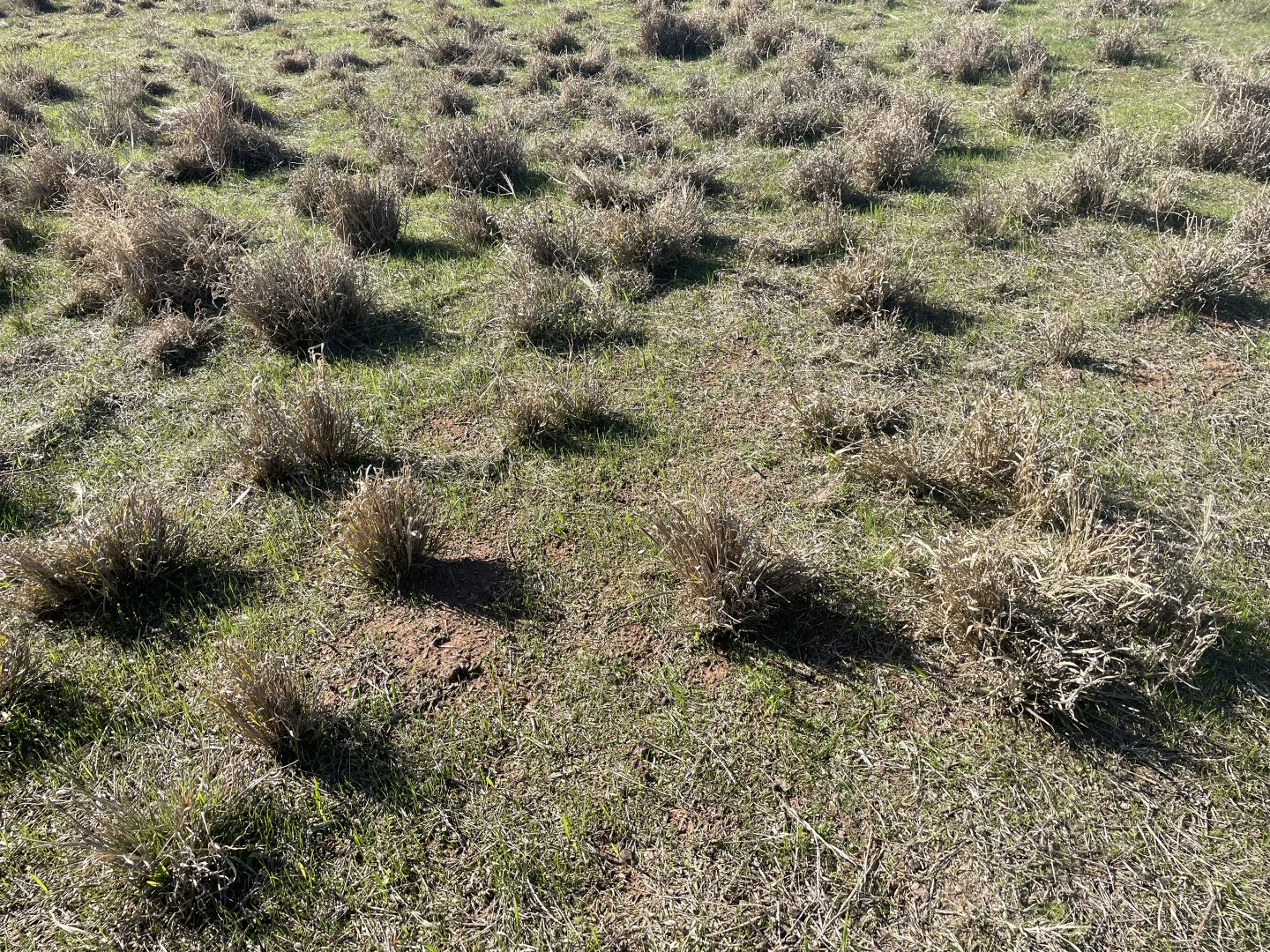 Additional image 10 of 1826 Tallimba Road, West Wyalong NSW 2671