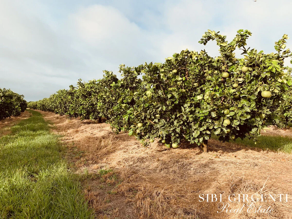 Additional image 11 of 1611 Mareeba-Dimbulah, Arriga QLD 4880