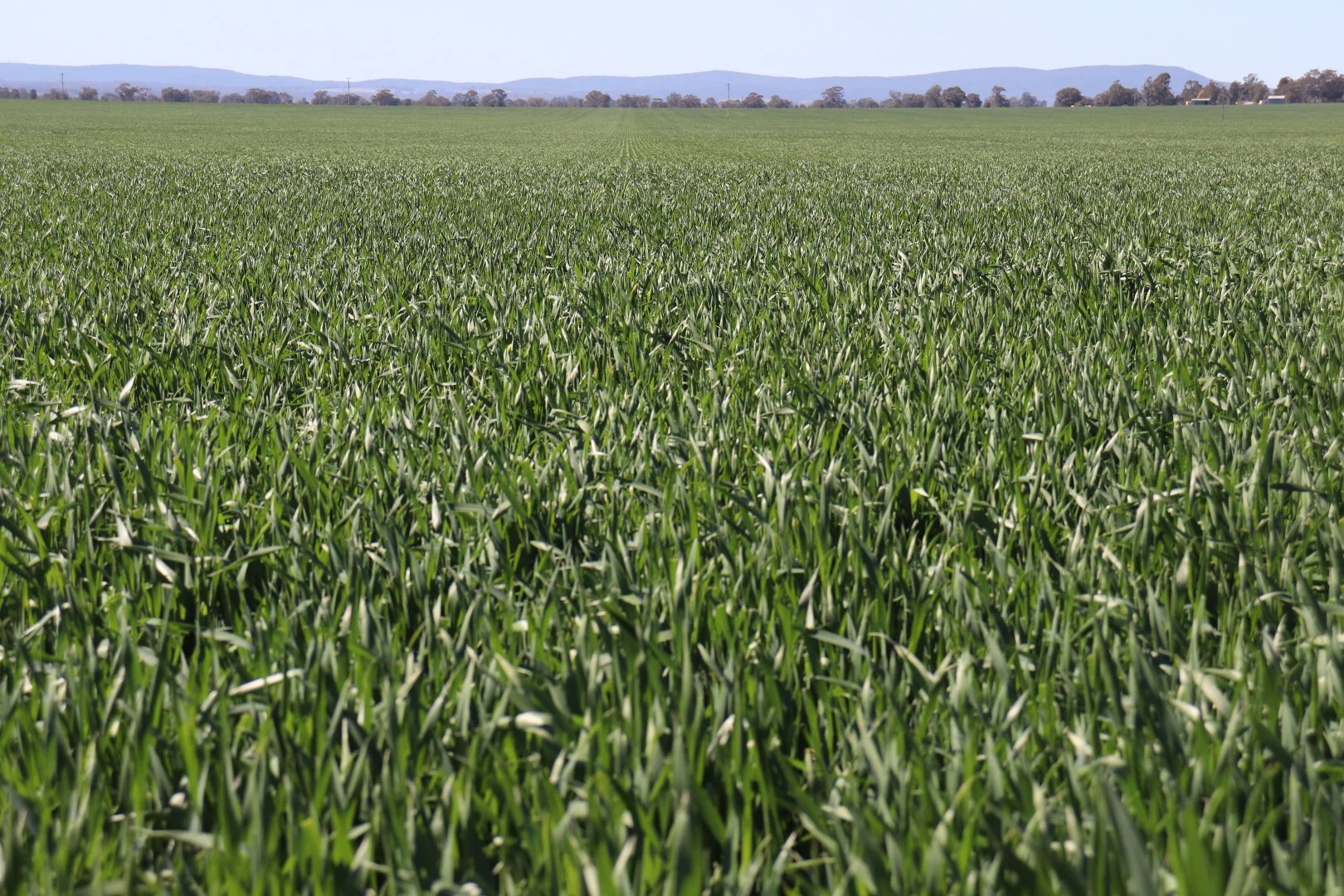 Additional image 21 of 349 A Warregal Road, Parkes NSW 2870