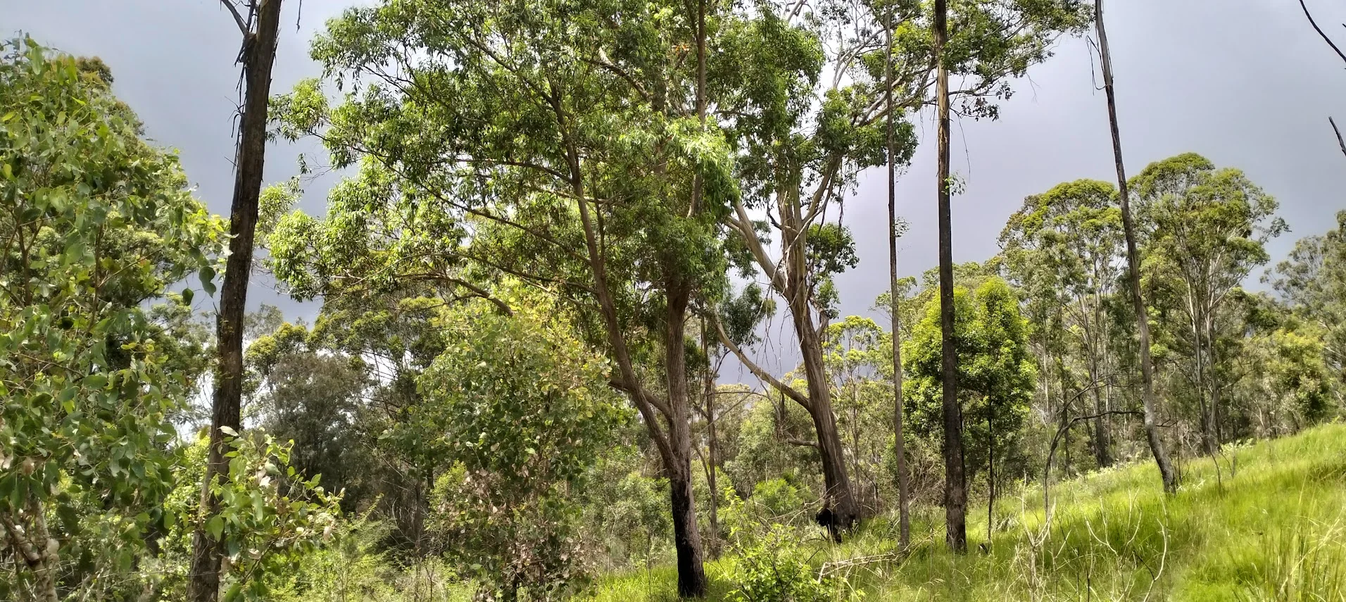 Additional image 13 of 702 Comboyne Road, Byabarra NSW 2446