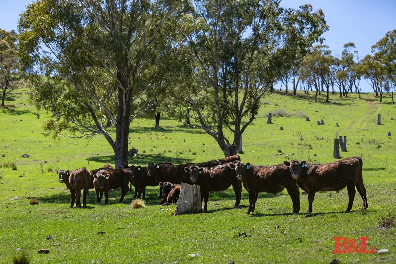 Additional image 35 of 1977 Tarana Road, Gemalla NSW 2795