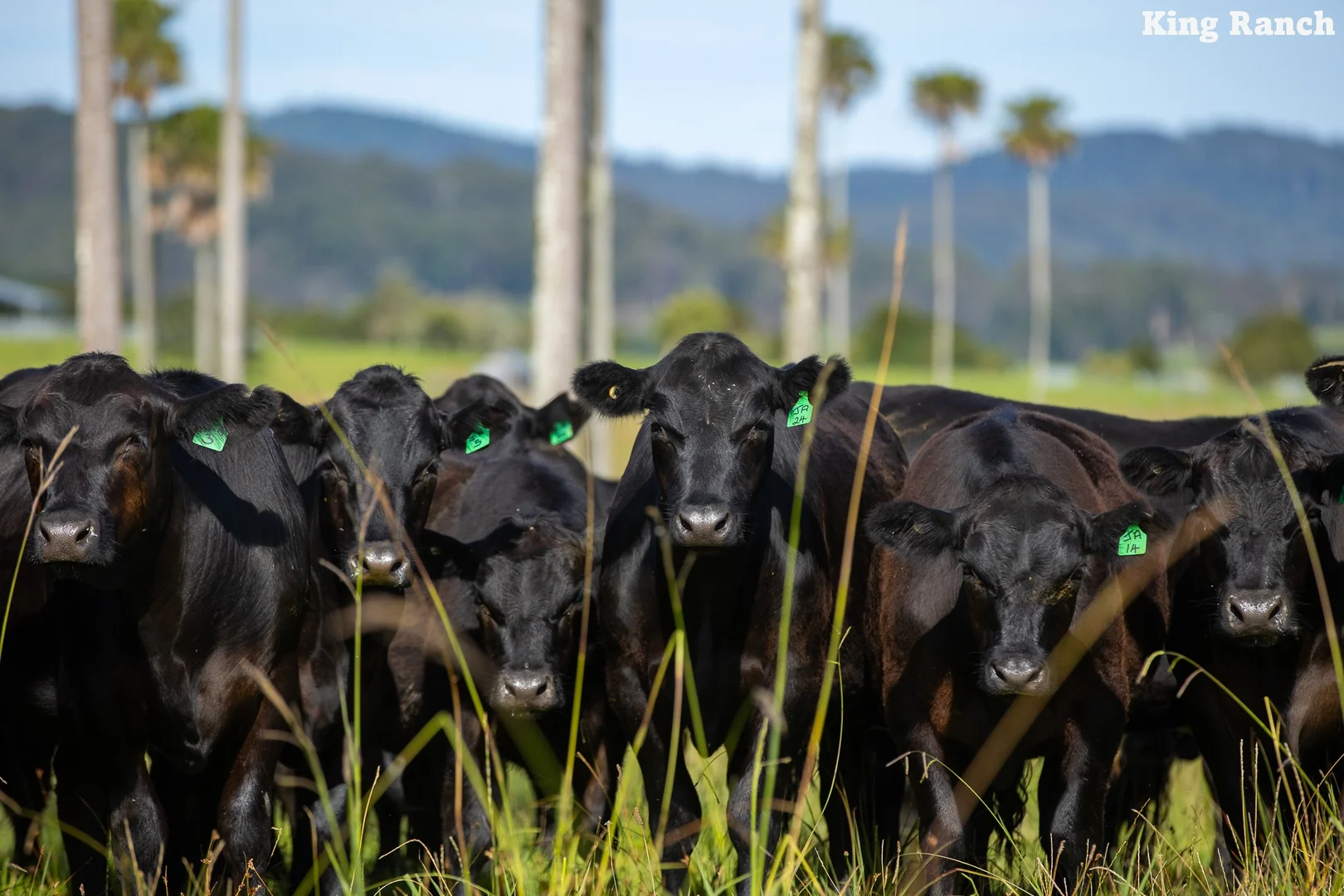 Additional image 12 of "King Ranch" 481 Upper Bobo Road, Dorrigo NSW 2453