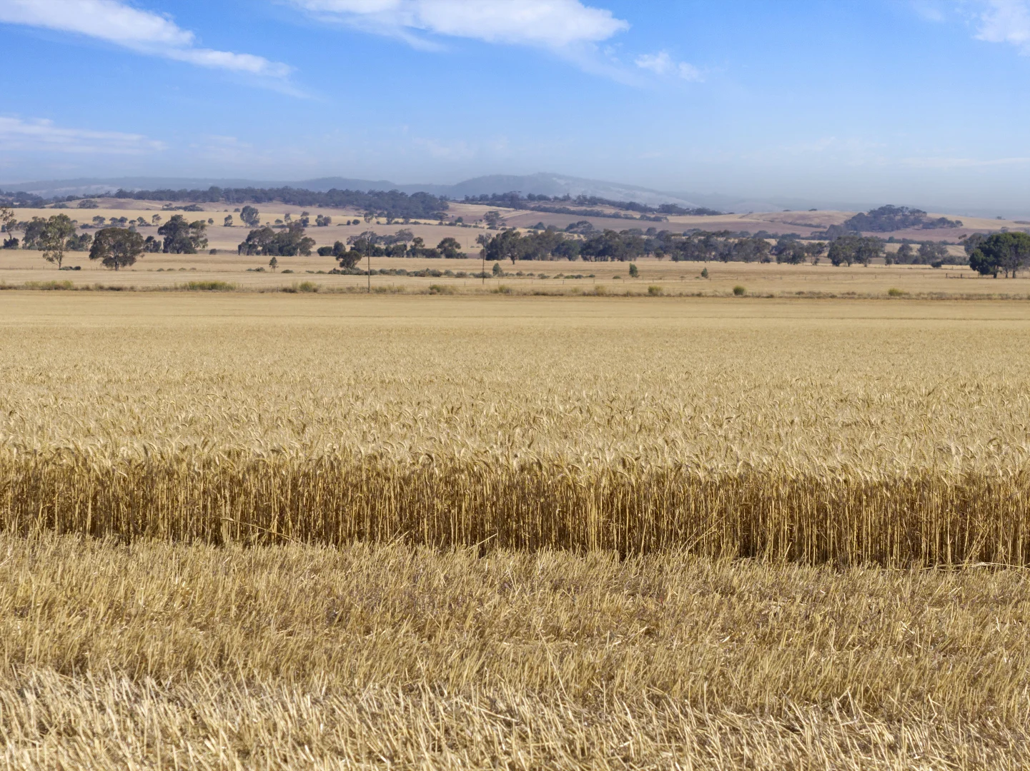 Additional image 7 of 'Leske Farm' Thiele Highway, Freeling SA 5372