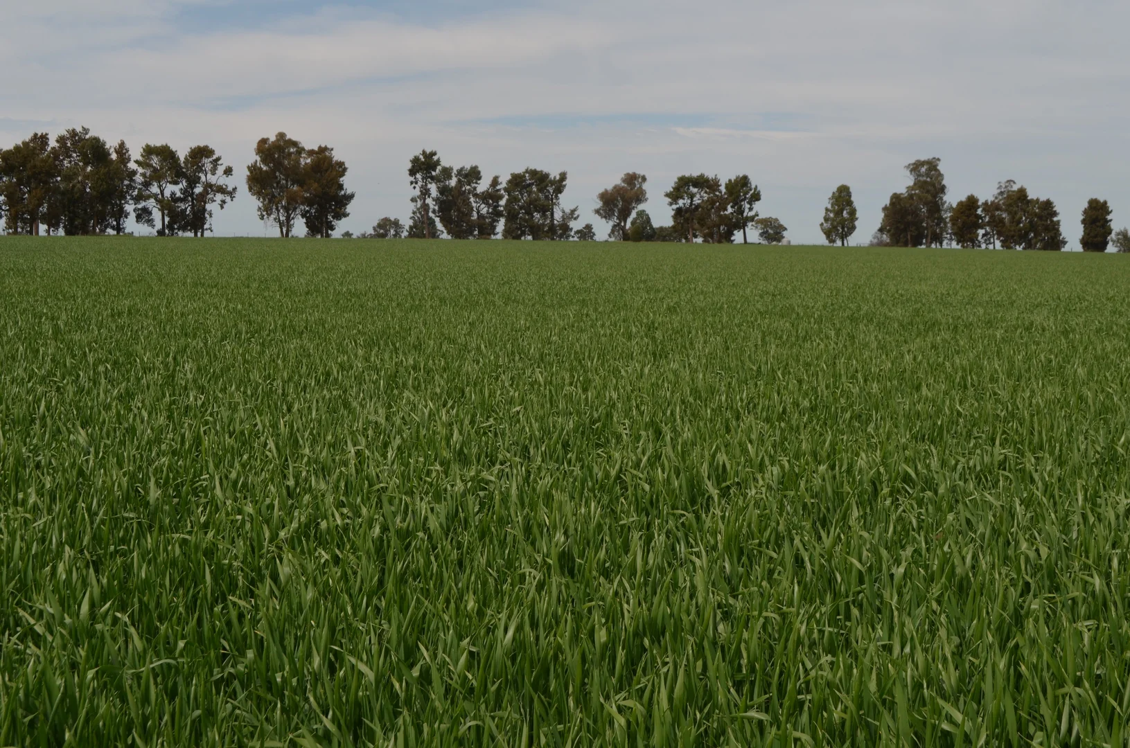 Additional image 11 of 849 Brushwood North Rd, Coolamon NSW 2701