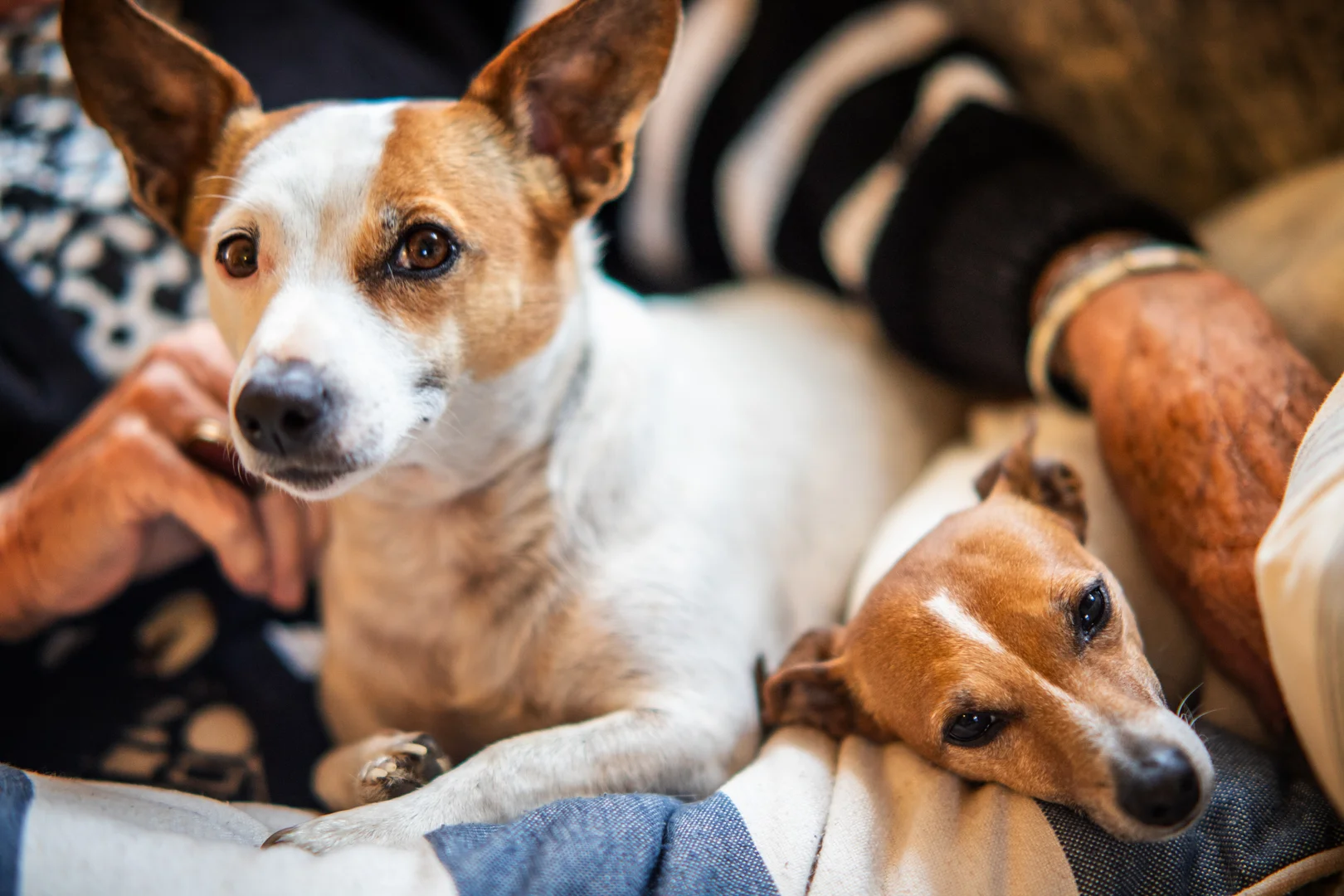 Additional image 10 of 297 Burden Drive, Oallen NSW 2622