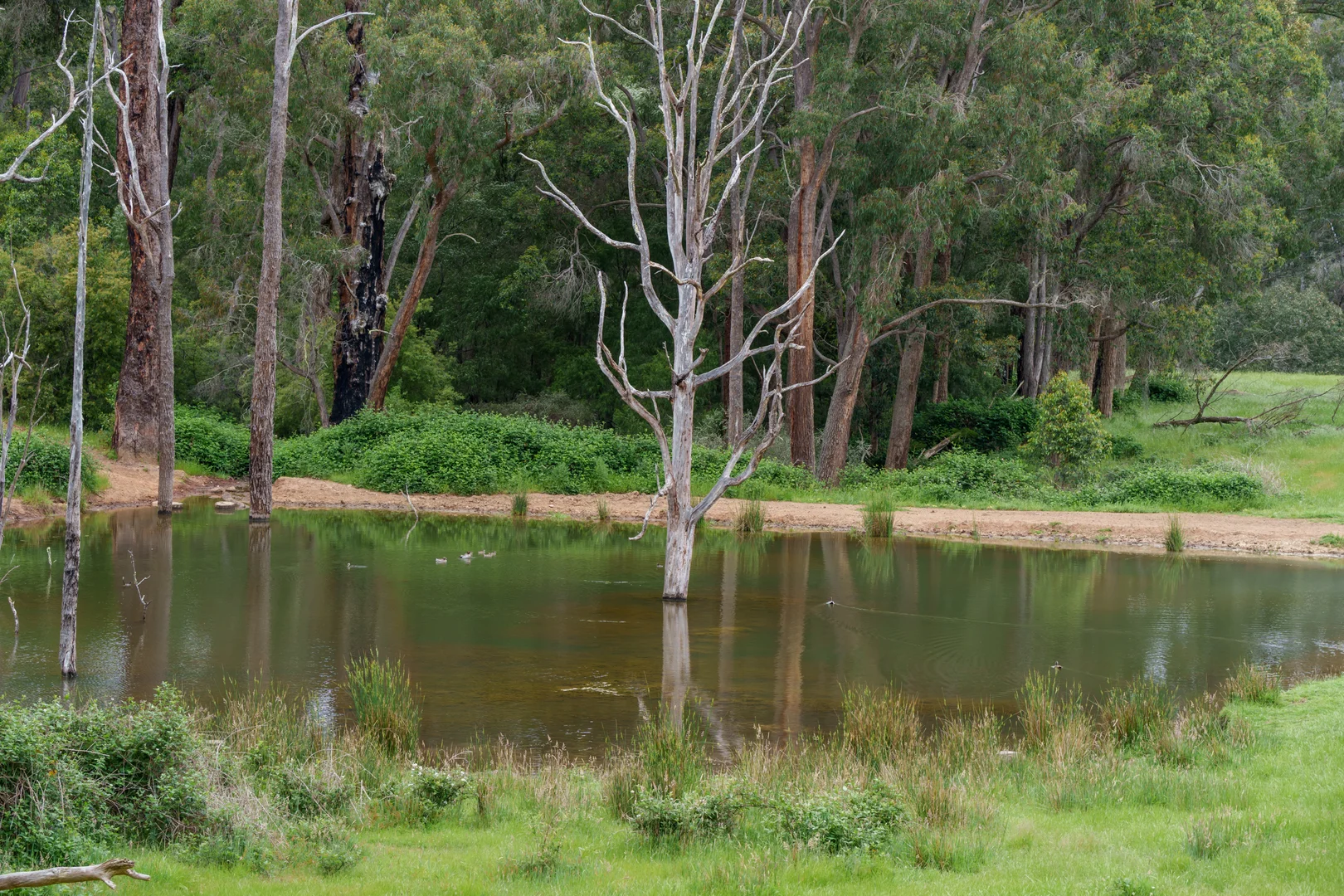 Additional image 19 of Lot 4 Kammann Road (Upper Warren), Manjimup WA 6258