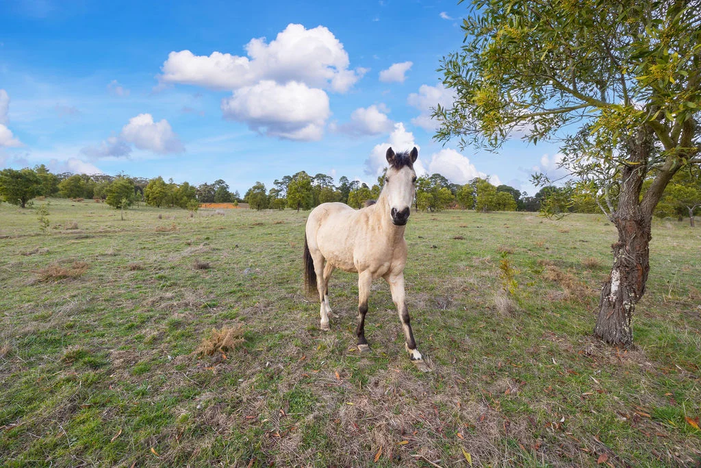 Additional image 7 of 537 Staffordshire Reef Road, Staffordshire Reef VIC 3351