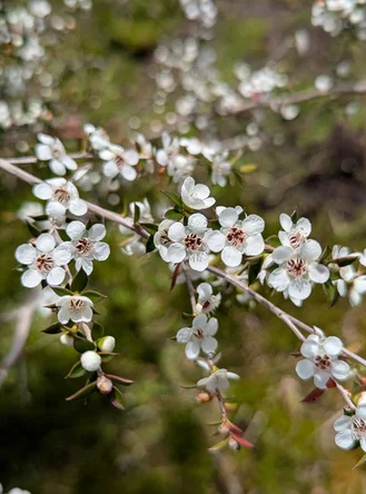 Additional image 12 of Strathblane TAS 7109