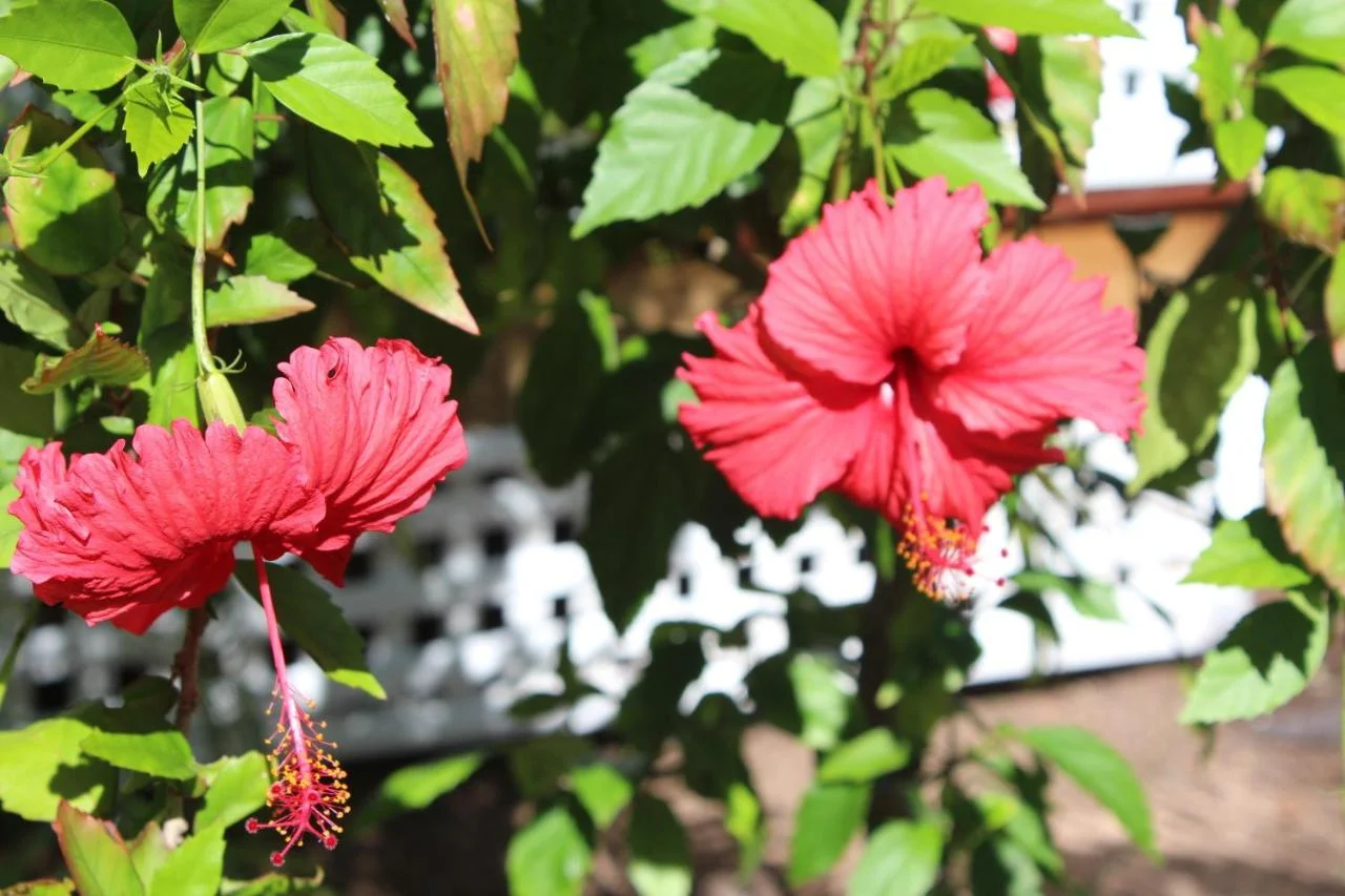 Additional image 5 of 163/61-79 Mandalay Avenue, Nelly Bay QLD 4819