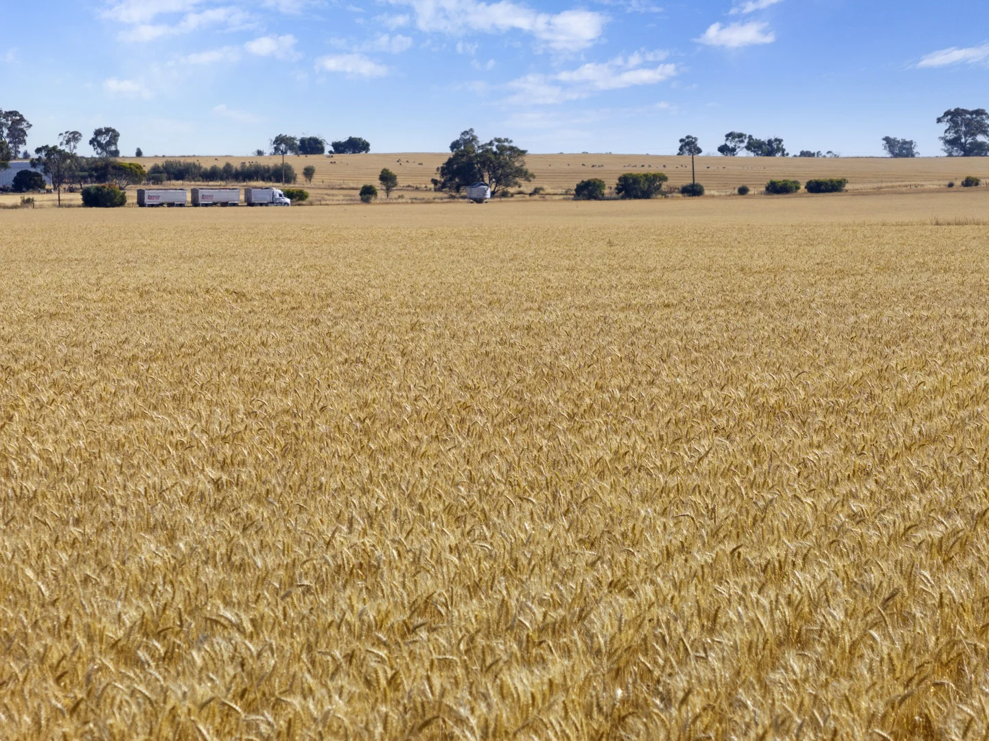 Additional image 25 of 'Leske Farm' Thiele Highway, Freeling SA 5372