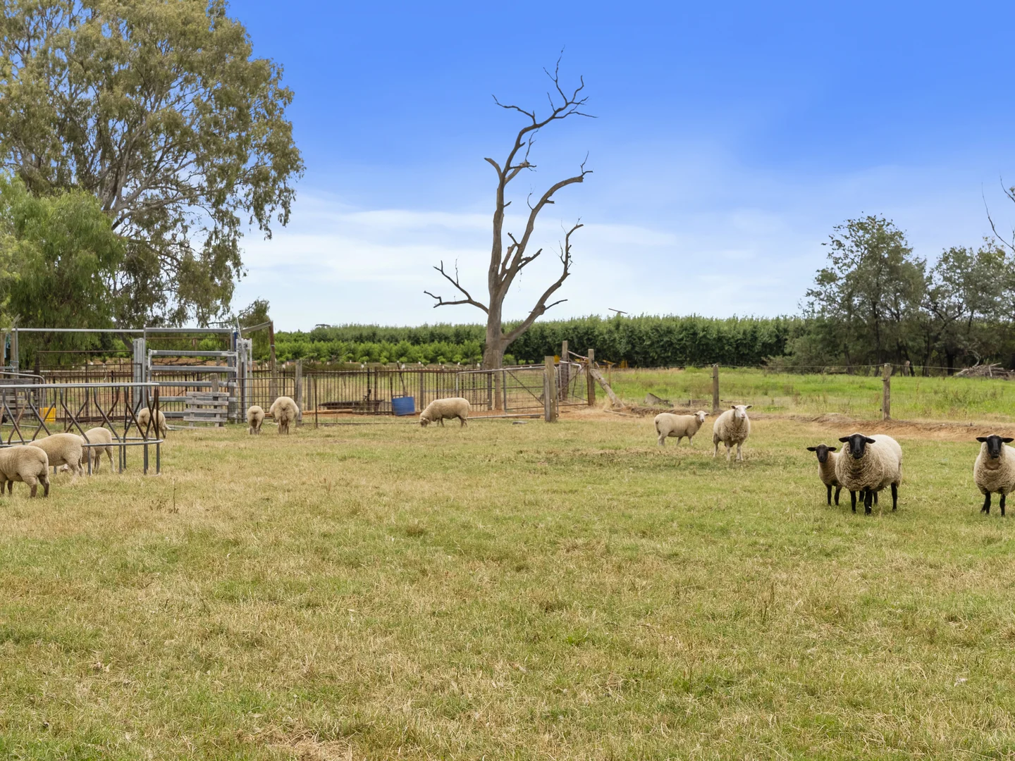 Additional image 23 of 781 Healy Road, Cobram East VIC 3644