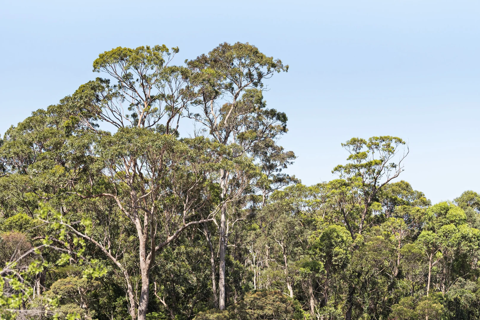 Additional image 14 of 37 Springfield Drive, Mollymook NSW 2539