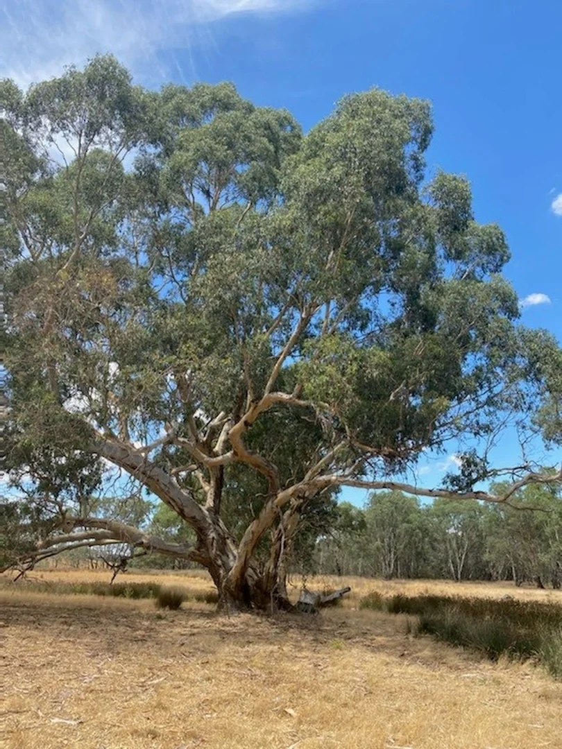 Additional image 3 of 28 Ring Lane, Tooborac VIC 3522