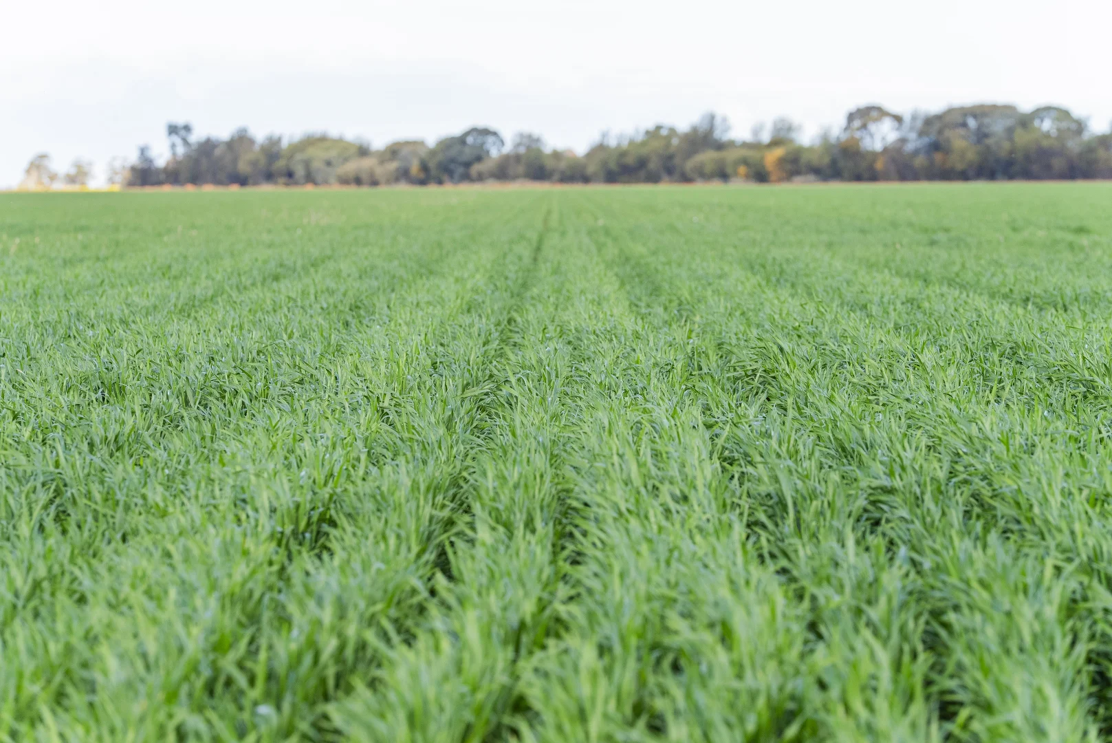 Additional image 8 of Glenn Road, Coleambally NSW 2707