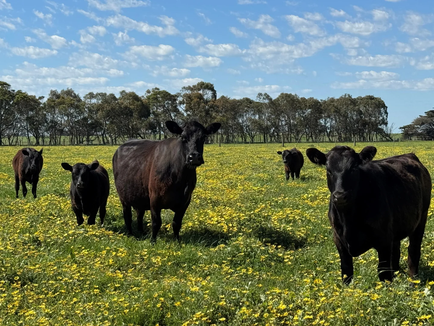 Additional image 6 of Old Depot Lane, Mortlake VIC 3272