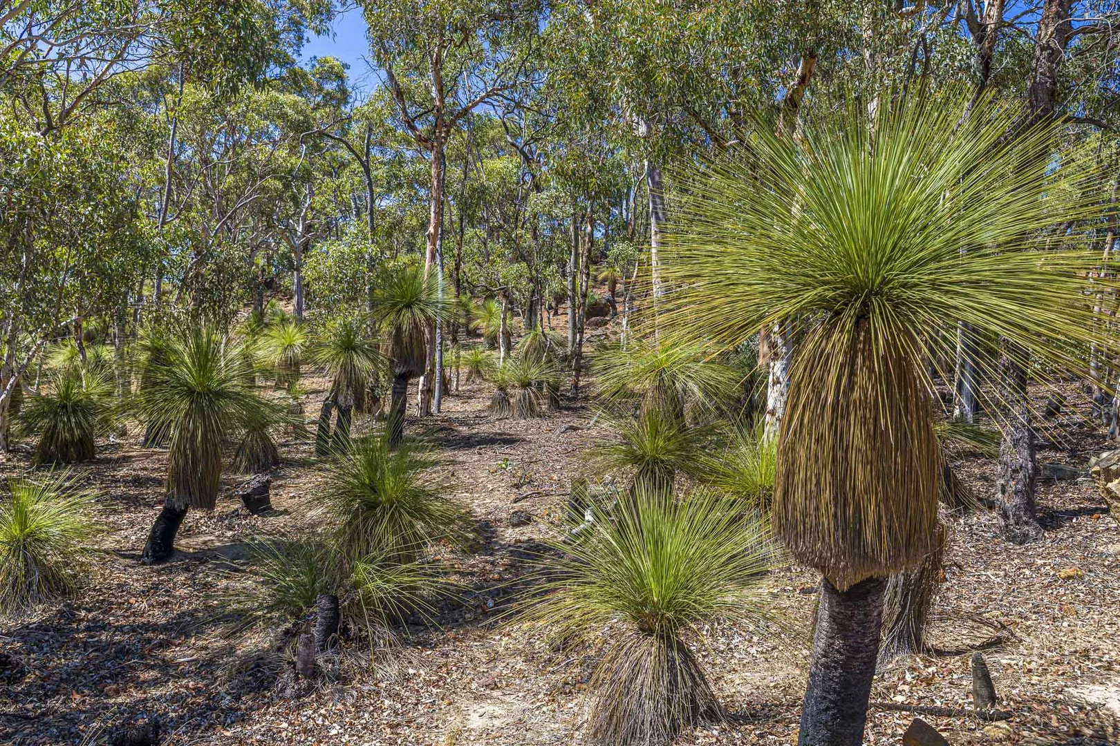 Additional image 27 of 167 Davis Road, Lower Chittering WA 6084