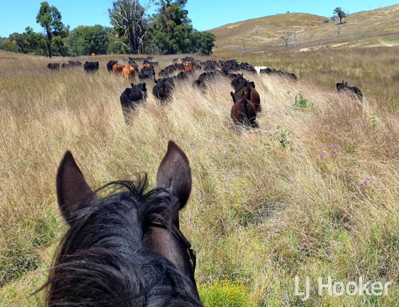 Additional image 2 of 557 Pindari Dam Road, Inverell NSW 2360