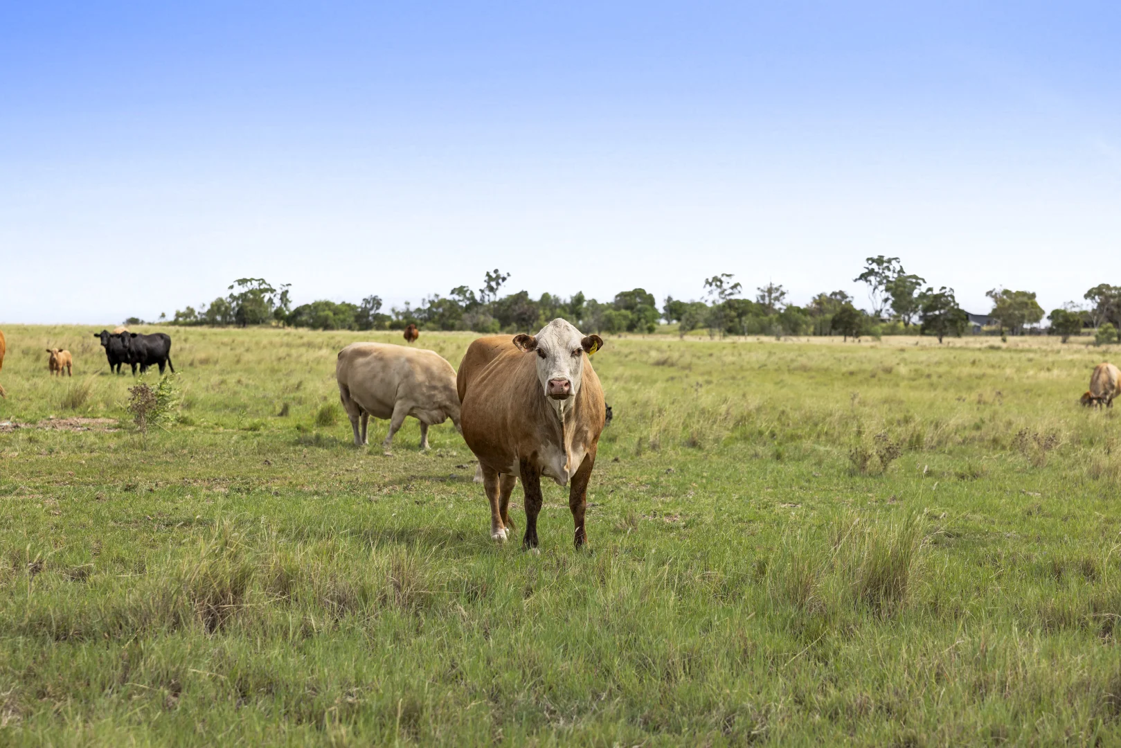 Additional image 14 of 2351 Toowoomba Cecil Plains Road, Aubigny QLD 4401