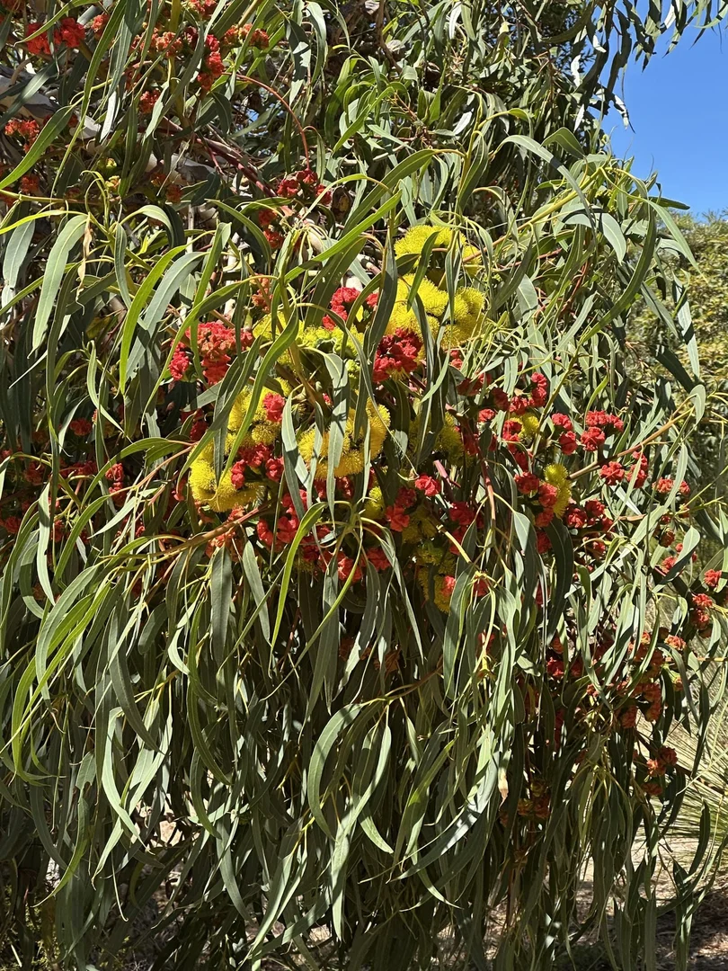 Additional image 22 of 68 Kangaroo Way, Nilgen WA 6044