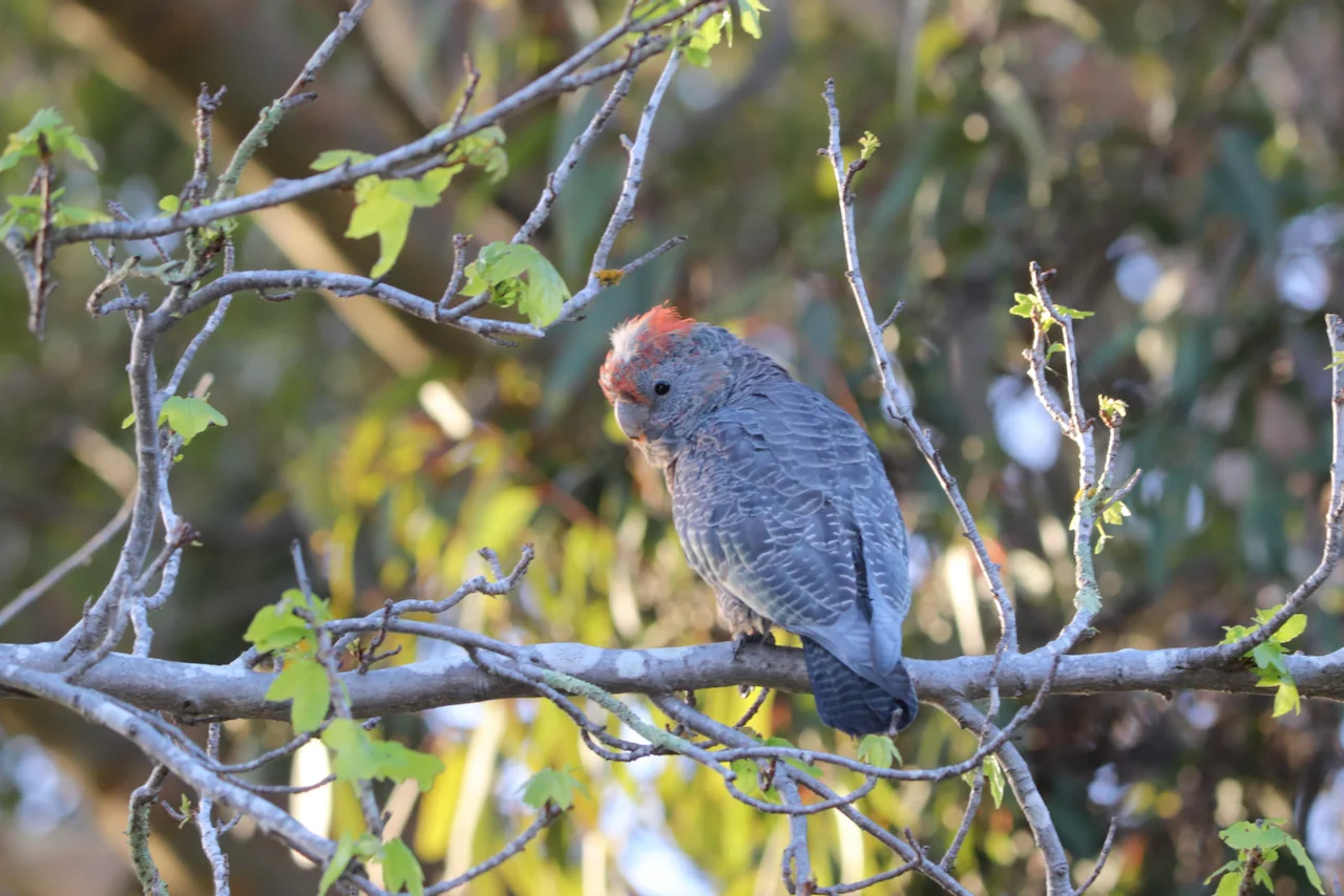 Additional image 10 of 52 PARKER STREET, Anglesea VIC 3230