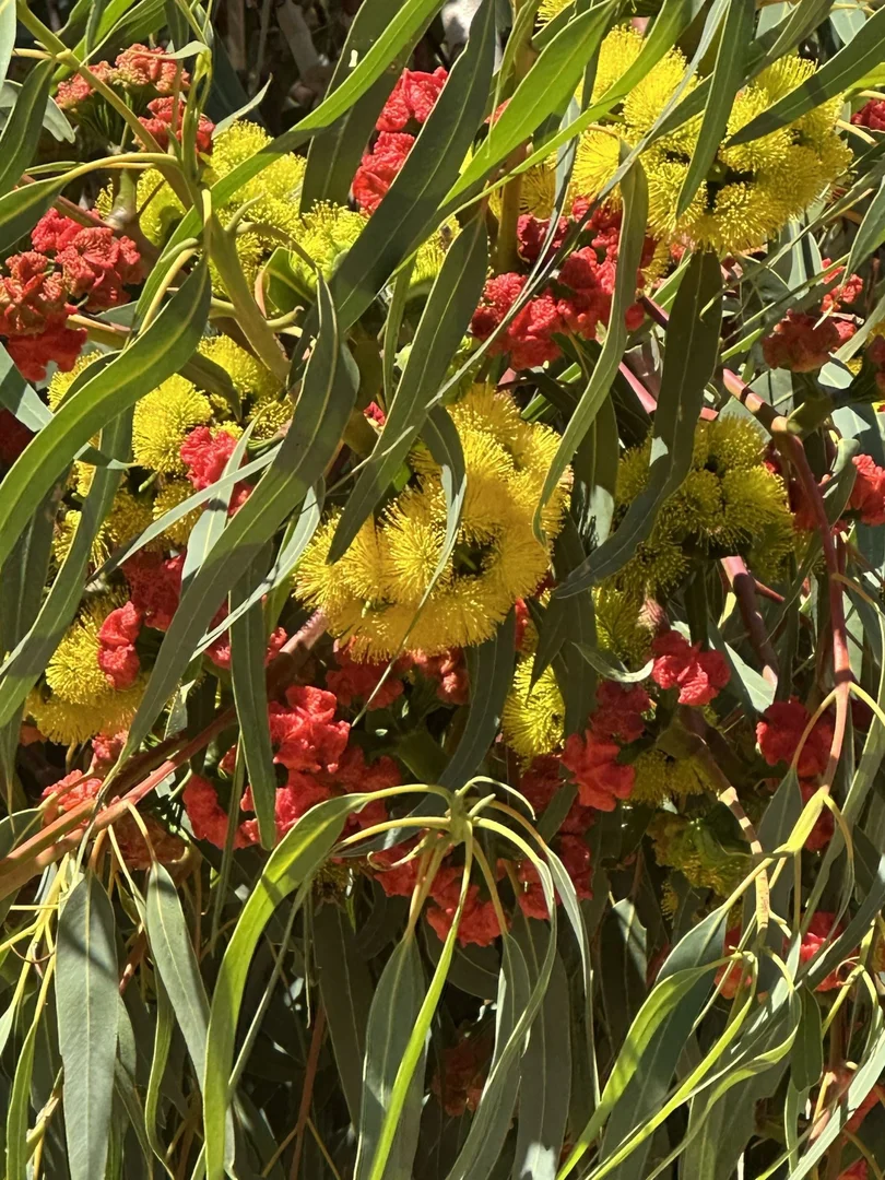 Additional image 23 of 68 Kangaroo Way, Nilgen WA 6044