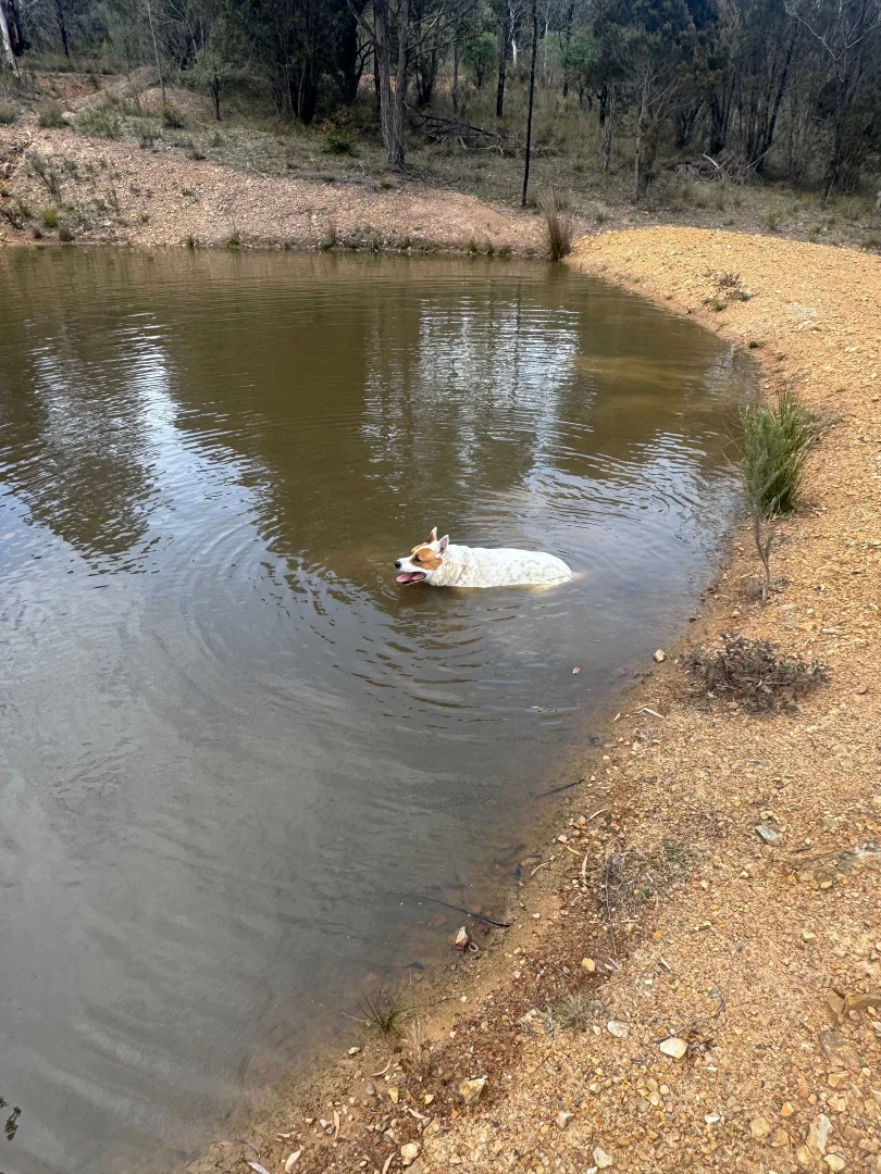 Additional image 14 of 274 Willow Glen Road, Lower Boro NSW 2580