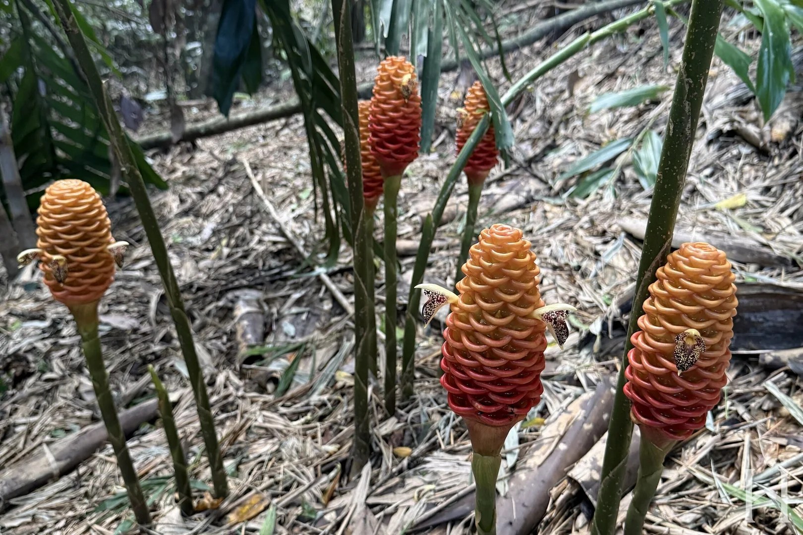 Additional image 29 of 7 Babbling Brook Place, Eumundi QLD 4562