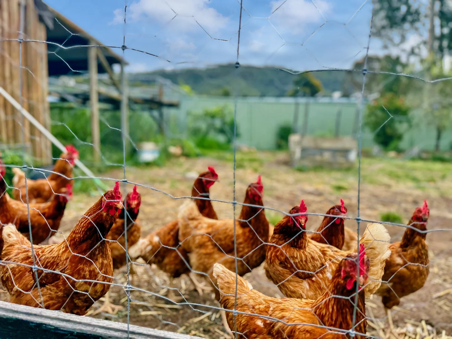 Additional image 25 of 121 Eglinford Lane, Congewai NSW 2325