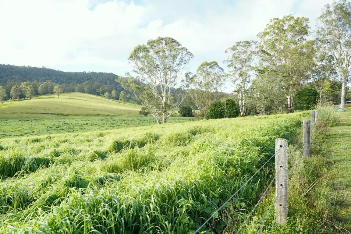 Additional image 4 of 1023 Iron Pot Creek Rd, Kyogle NSW 2474