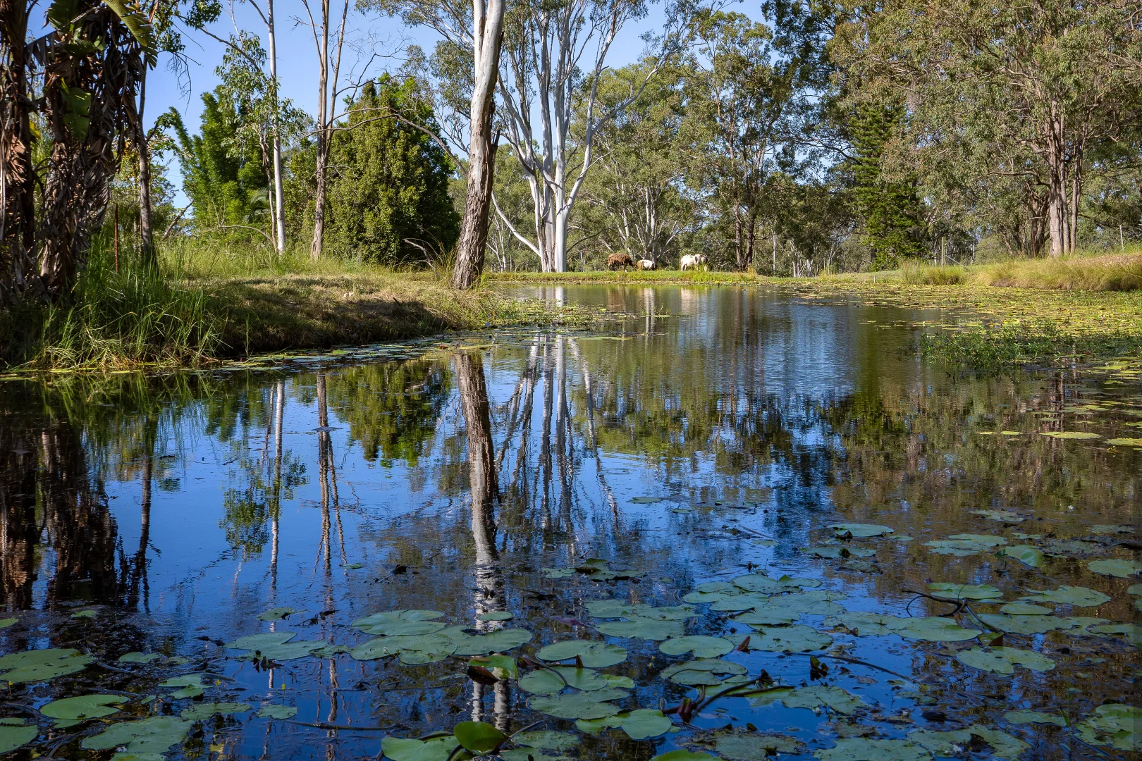 Additional image 50 of 102 Fern Hill Drive, Willow Vale QLD 4209