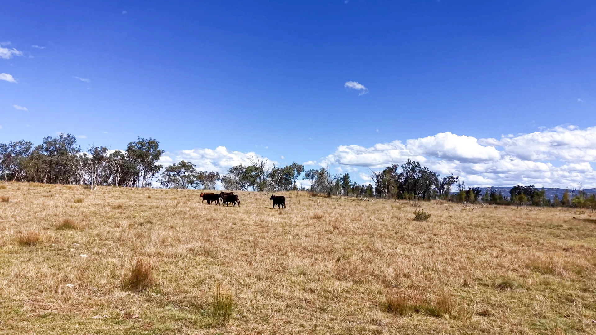 Additional image 21 of Lot 570 Tarban Road, Tenterfield NSW 2372