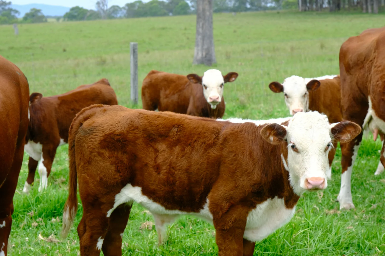 Additional image 9 of 100 Gloucester Tops Road, Gloucester NSW 2422