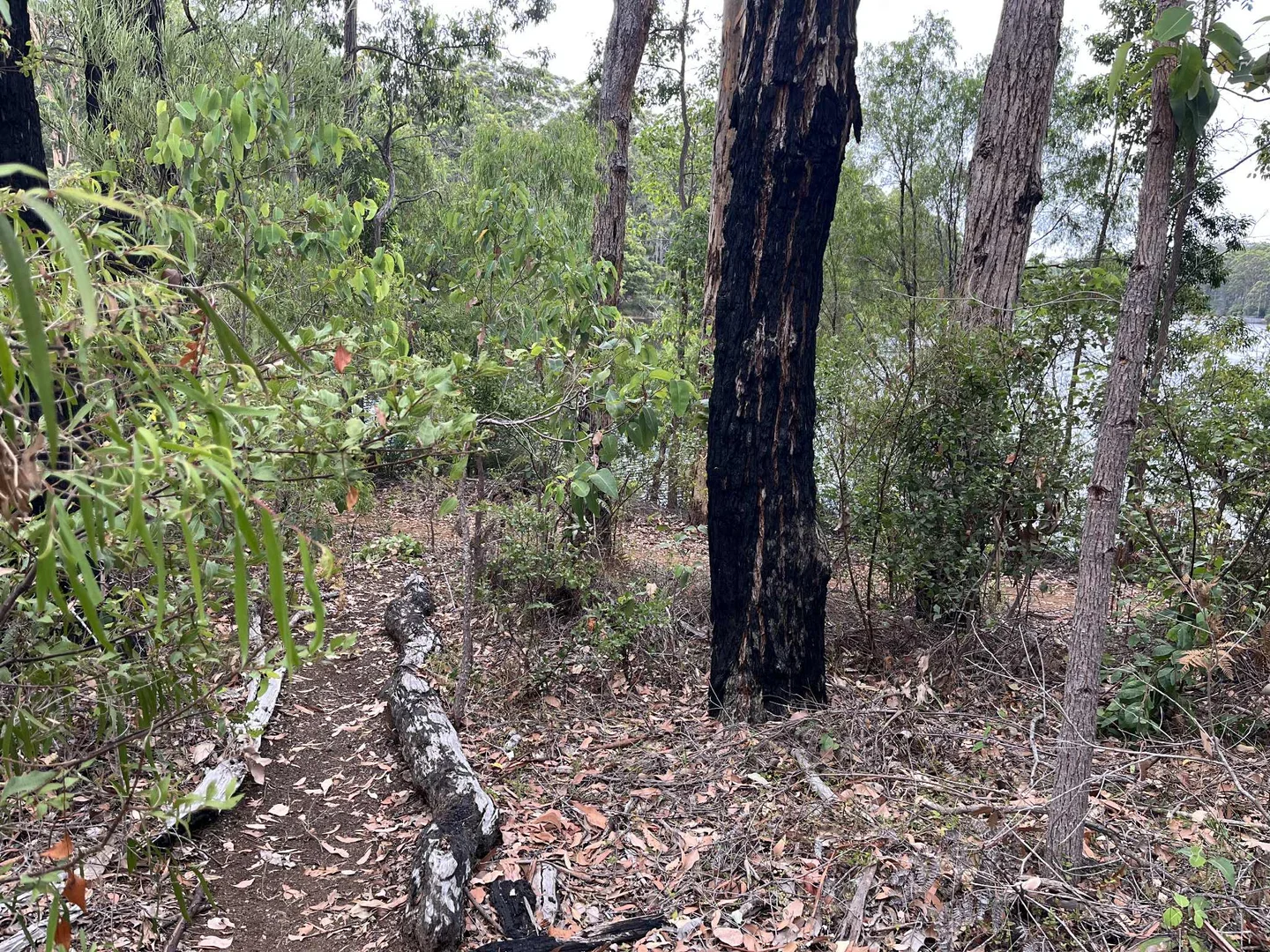 Additional image 9 of Lot 165 Karri Lane, Quinninup WA 6258