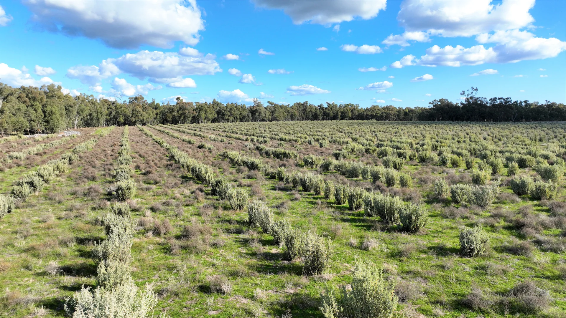 Additional image 14 of Calimo Park Brassi Road, Deniliquin NSW 2710