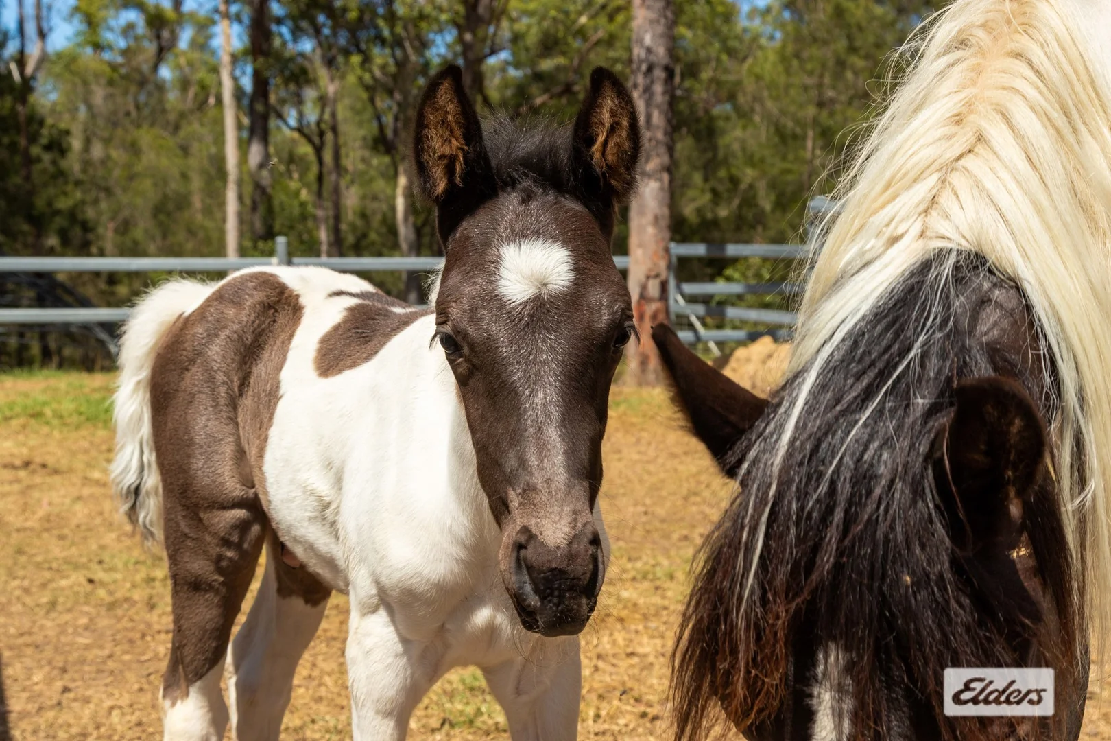 Additional image 28 of 91 Percy Davis Drive, Moruya NSW 2537