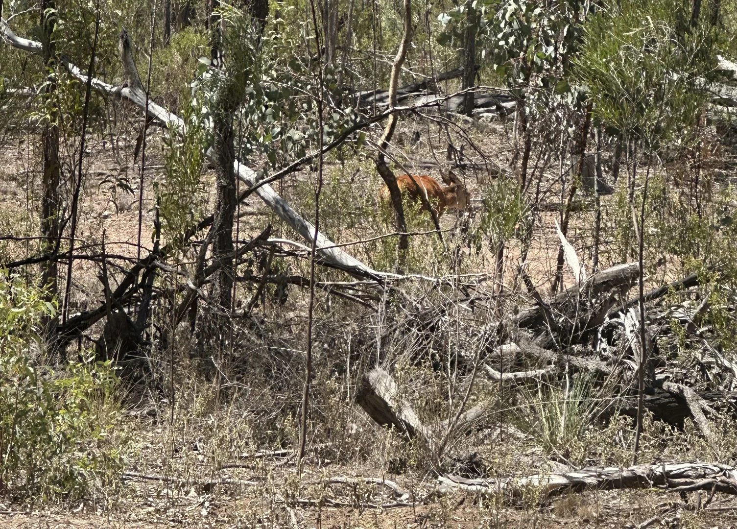 Additional image 6 of Mosquito Creek Road, Inglewood QLD 4387