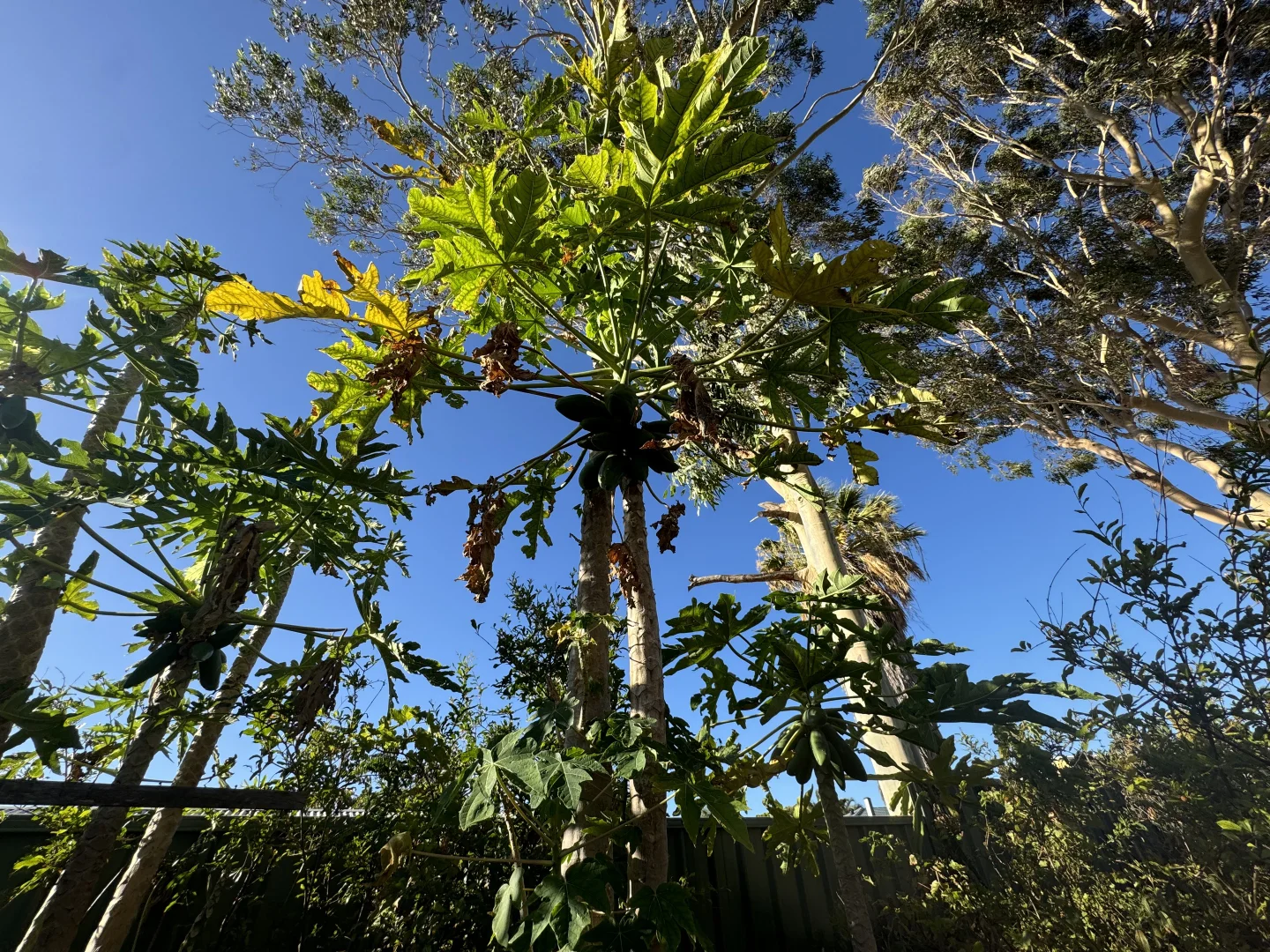 Additional image 27 of 10 Kenny Crescent, Rangeway WA 6530