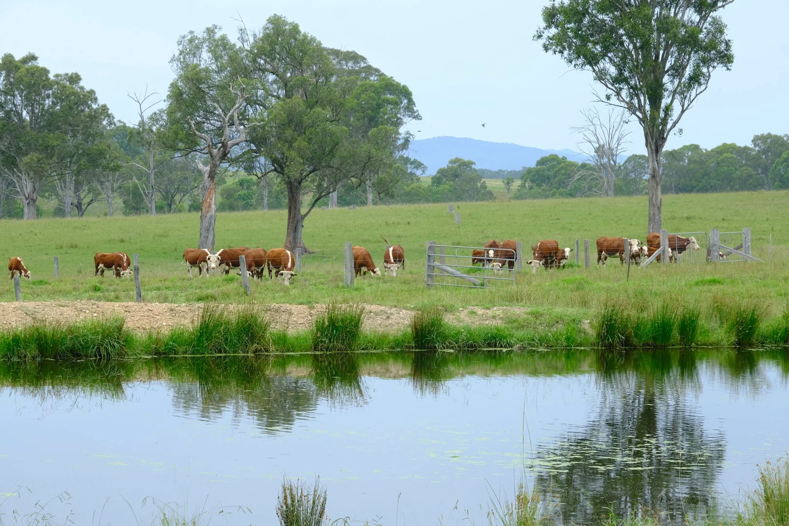 Additional image 10 of 100 Gloucester Tops Road, Gloucester NSW 2422