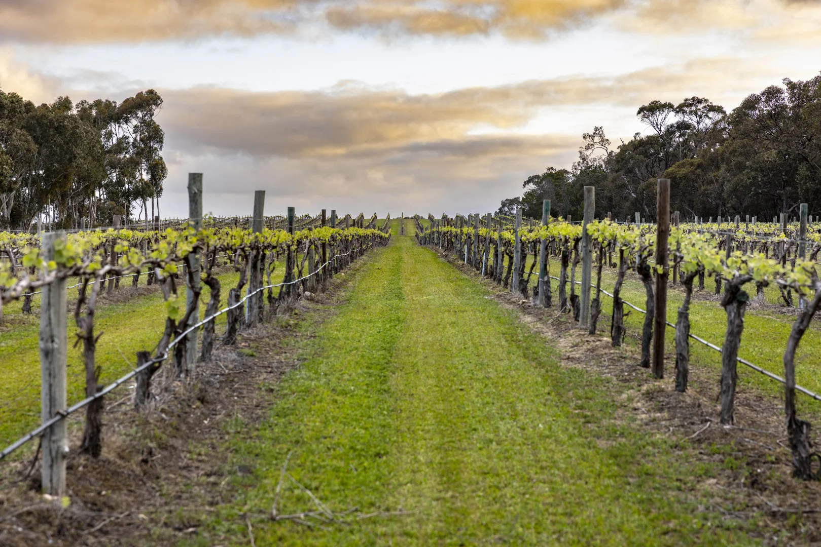 Additional image 32 of 47 Peramangk Road, Nuriootpa SA 5355