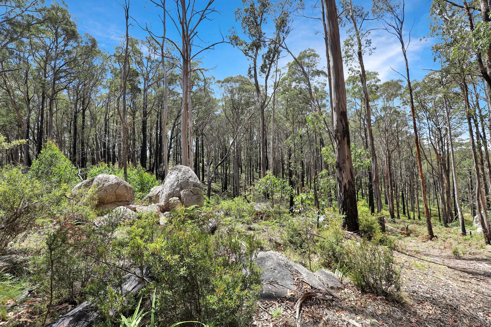 Additional image 17 of Lot 51 Tantawangalo Mountain Road, Cathcart NSW 2632