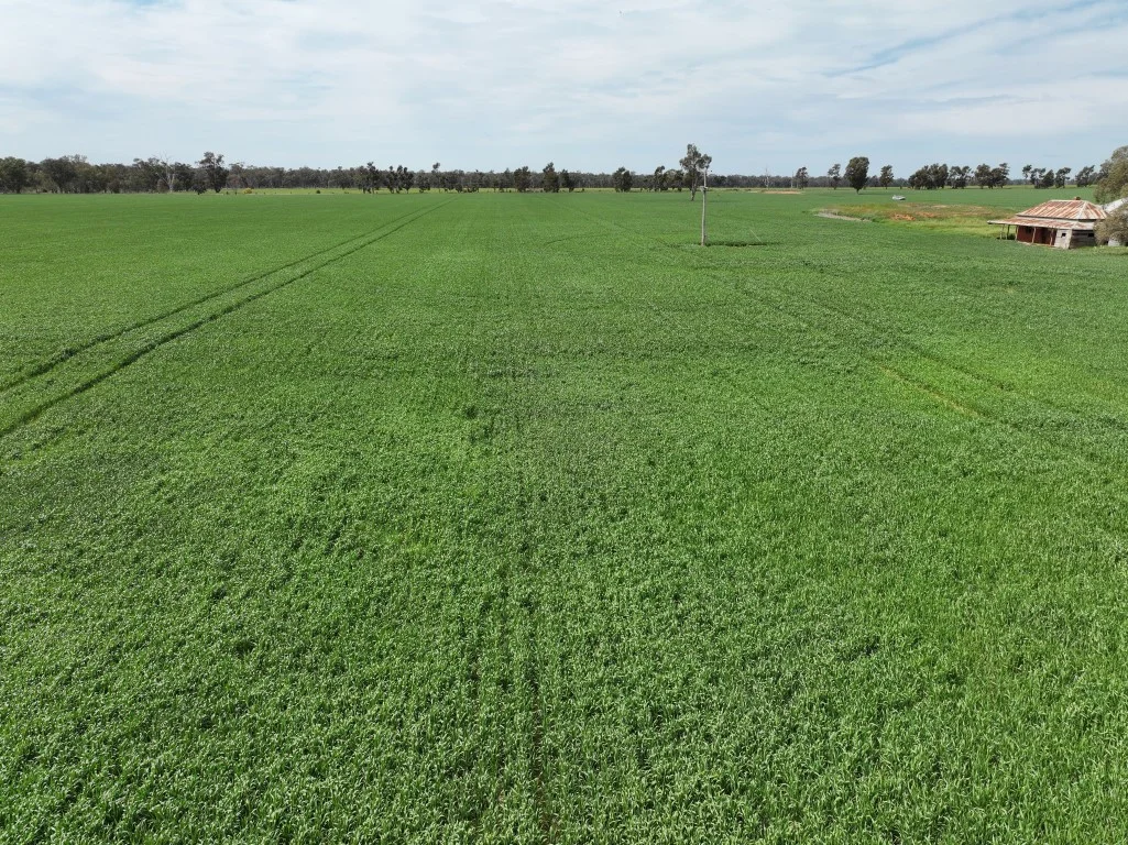 Additional image 18 of 849 Brushwood North Rd, Coolamon NSW 2701